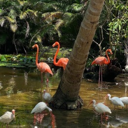 flamingoes in a pond